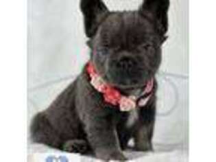 French Bulldog Puppy for sale in Wilmot, OH, USA