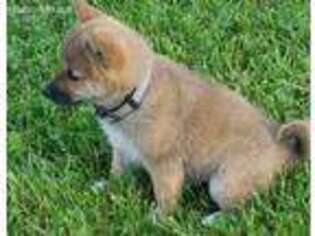 Shiba Inu Puppy for sale in Long Lane, MO, USA