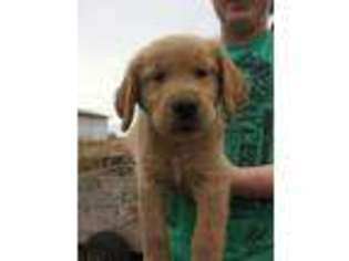 Golden Retriever Puppy for sale in Roundup, MT, USA