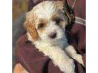 Cavapoo Puppy for sale in Tulsa, OK, USA