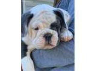 Olde English Bulldogge Puppy for sale in Harrisburg, PA, USA
