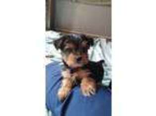 Yorkshire Terrier Puppy for sale in Waupaca, WI, USA
