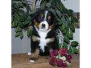 Bernese Mountain Dog Puppy for sale in Barnett, MO, USA
