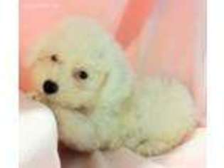 Bichon Frise Puppy for sale in Mansfield, AR, USA