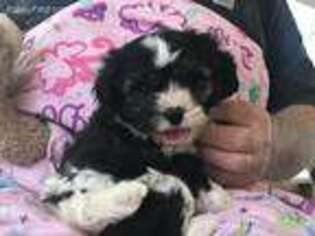 Cavapoo Puppy for sale in Leicester, NC, USA