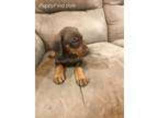Doberman Pinscher Puppy for sale in Paxton, IL, USA