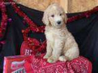 Goldendoodle Puppy for sale in Atlanta, GA, USA