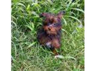 Yorkshire Terrier Puppy for sale in Kellyville, OK, USA