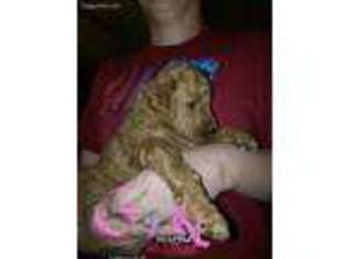 Goldendoodle Puppy for sale in Poplarville, MS, USA