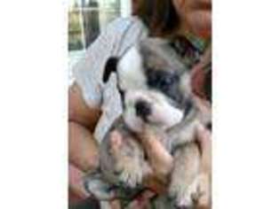 Bulldog Puppy for sale in GILBERT, AZ, USA