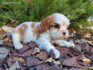 Cavalier King Charles Spaniel Puppy for sale in Temecula, CA, USA