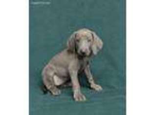 Weimaraner Puppy for sale in Redland, FL, USA