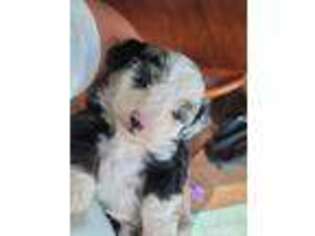 Mutt Puppy for sale in Tremonton, UT, USA