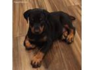 Doberman Pinscher Puppy for sale in Pilot Point, TX, USA