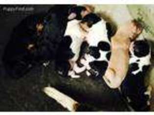 Basset Hound Puppy for sale in Blountville, TN, USA