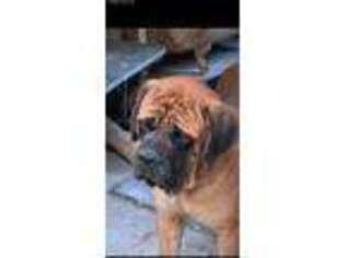 Mastiff Puppy for sale in Uxbridge, MA, USA