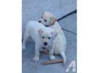 Labrador Retriever Puppy for sale in EL DORADO HILLS, CA, USA