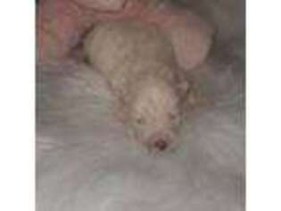 Siberian Husky Puppy for sale in Glendale, AZ, USA