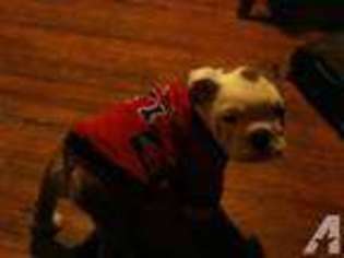 Bulldog Puppy for sale in BOONEVILLE, AR, USA