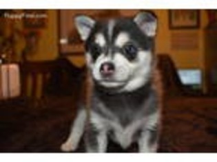 Alaskan Klee Kai Puppy for sale in Aumsville, OR, USA