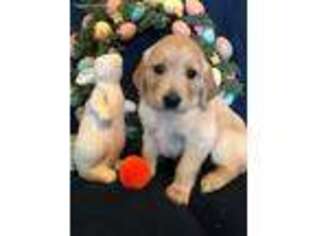 Golden Retriever Puppy for sale in Buchanan, GA, USA