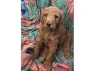 Mutt Puppy for sale in Tunas, MO, USA