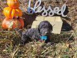 Goldendoodle Puppy for sale in Lynchburg, MO, USA