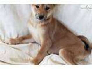 Shiba Inu Puppy for sale in San Diego, CA, USA