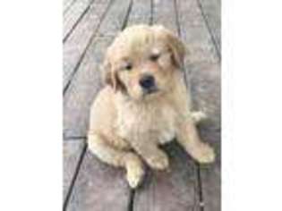 Golden Retriever Puppy for sale in Platteville, CO, USA