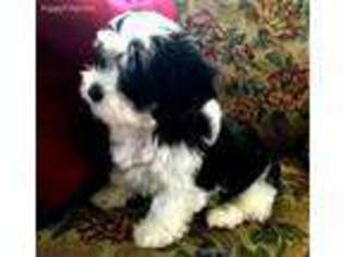 Cavanese Puppy for sale in Argos, IN, USA