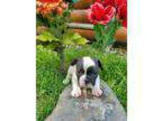 French Bulldog Puppy for sale in Croswell, MI, USA
