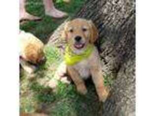 Golden Retriever Puppy for sale in Dallas, TX, USA