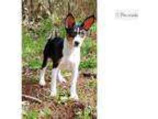 Basenji Puppy for sale in Eugene, OR, USA