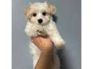 Mutt Puppy for sale in Culver, IN, USA