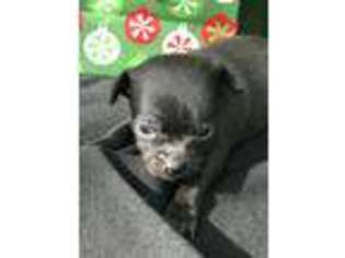 Chihuahua Puppy for sale in Niantic, CT, USA