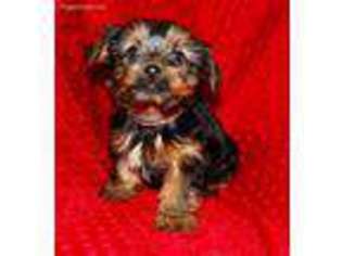 Yorkshire Terrier Puppy for sale in Manheim, PA, USA