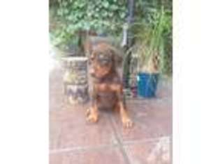 Doberman Pinscher Puppy for sale in INDIANAPOLIS, IN, USA