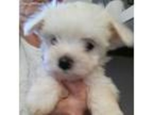 Maltese Puppy for sale in Ava, MO, USA