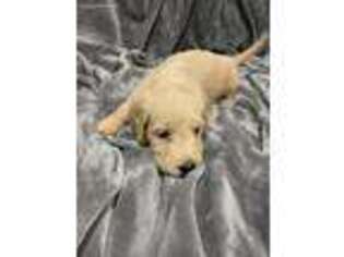 Labradoodle Puppy for sale in North Highlands, CA, USA