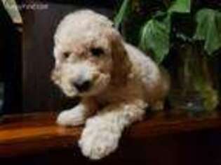 Goldendoodle Puppy for sale in Adrian, MI, USA