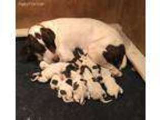German Shorthaired Pointer Puppy for sale in Randolph, NJ, USA