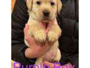 Labrador Retriever Puppy for sale in Burt, MI, USA