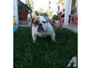 Bulldog Puppy for sale in LAKEVIEW, CA, USA