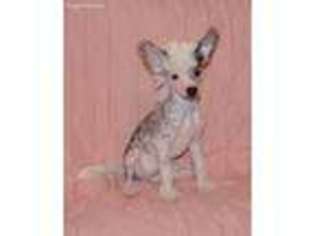 Chinese Crested Puppy for sale in Collins, GA, USA