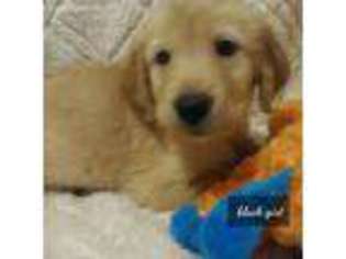 Golden Retriever Puppy for sale in Gilmer, TX, USA