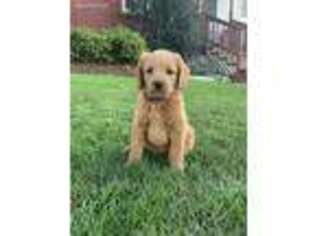 Labradoodle Puppy for sale in Kinzers, PA, USA
