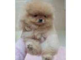 Pomeranian Puppy for sale in Riverside, CA, USA