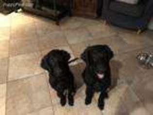 Flat Coated Retriever Puppy for sale in Melville, NY, USA