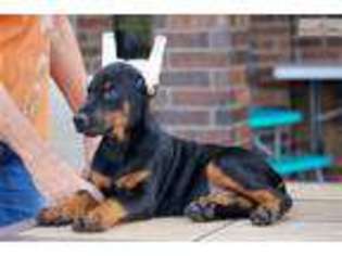 Doberman Pinscher Puppy for sale in Springfield, MO, USA