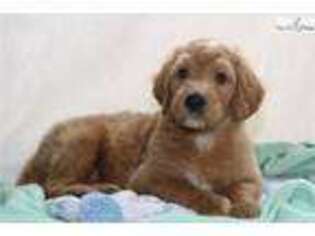 Goldendoodle Puppy for sale in Lexington, KY, USA